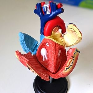 🫀 Human Anatomy Model Heart